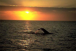 ザトウクジラと夕日